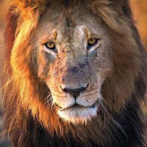 KARNET KWADRAT Z KOPERTĄ MALE LION