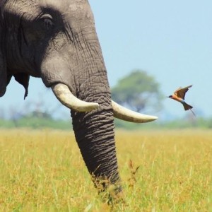 KARNET KWADRAT Z KOPERTĄ AFRICAN BULL ELEPHANT