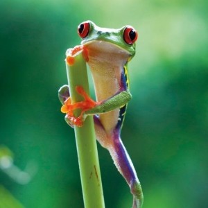 KARNET KWADRAT Z KOPERTĄ RED EYED FROG