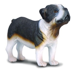 PIES BULDOG, COLLECTA