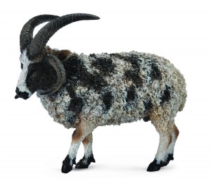 OWCA WIELORGA, COLLECTA