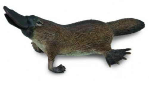 Dziobak australijski, Collecta