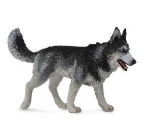 PIES RASY SIBERIAN HUSKY, COLLECTA