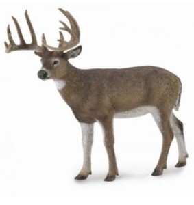 WHITE-TAILED DEER, COLLECTA