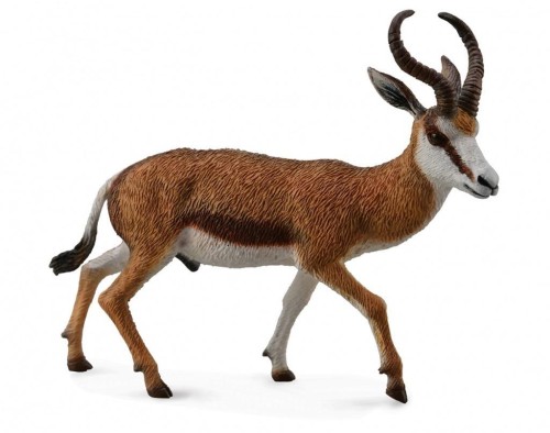 Kozioł Springbok, Collecta