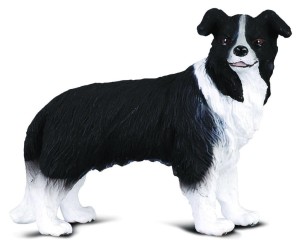 PIES BORDER KOLLIE, COLLECTA