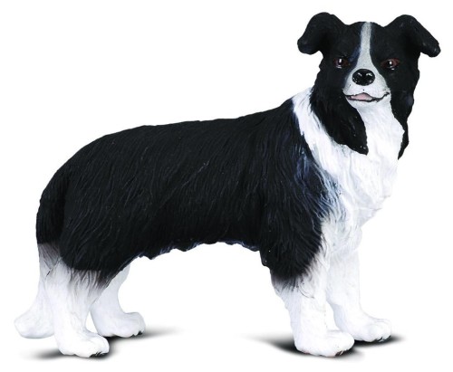 Pies Border Kollie, Collecta