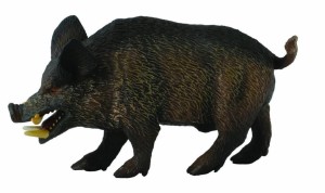DZIK ODYNIEC, COLLECTA