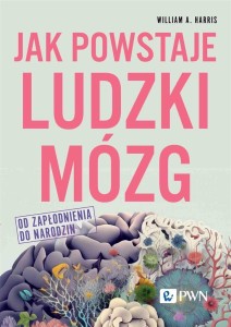 JAK POWSTAJE LUDZKI MÓZG