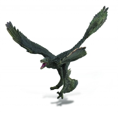 Dinozaur Microraptor, Collecta