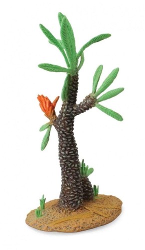 Drzewo Kaktus Williamsonia, Collecta