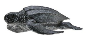 ŻÓŁW SKÓRZASTY, COLLECTA
