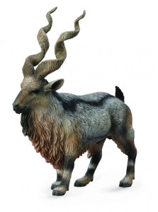 ROGACZ TADJIK MARKHOR, COLLECTA