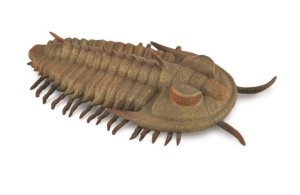 REDLICHIA REX TRILOBITE, COLLECTA
