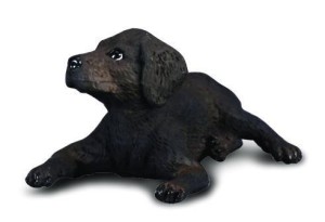 PIES LABRADOR SZCZĘNIĘ, COLLECTA