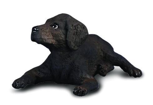 Pies labrador szczęnię, Collecta