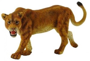 LWICA AFRYKAŃSKA, COLLECTA