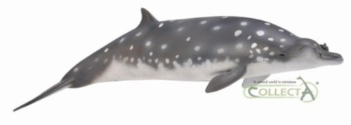 Dziabowal Zwartopyski, Collecta