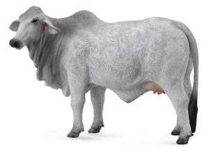 KROWA BRAHMAN, COLLECTA