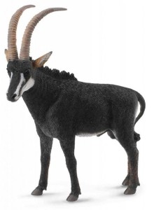 ANTYLOPA OLBRZYMIA - SAMIEC, COLLECTA