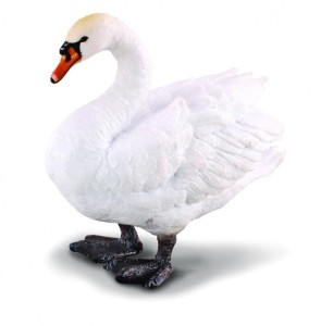 ŁABĘDŹ NIEMY, COLLECTA