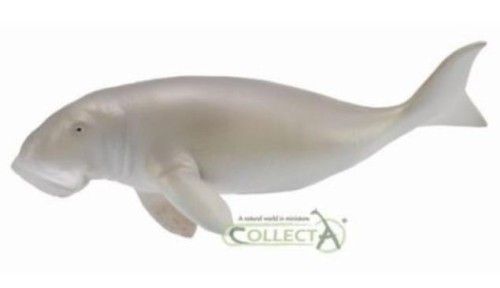 Diugoń przybrzeżny, Collecta