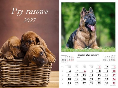 Kalendarz 2027 ścienny Psy rasowe