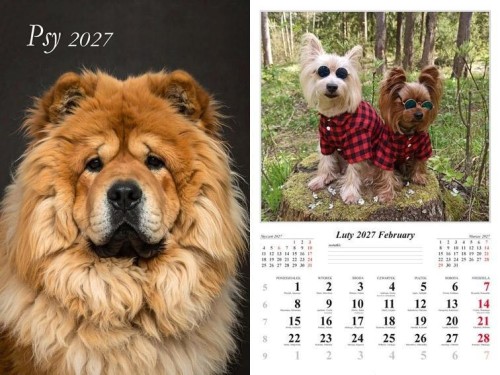 Kalendarz 2027 ścienny Psy
